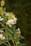 Narrowleaf lespedeza